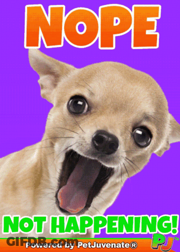 Chihuahua With Mouth Open Nope Not Happening GIF