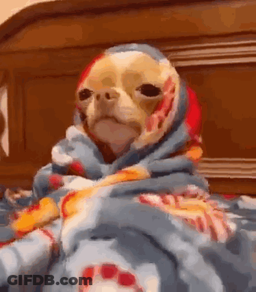 Chihuahua Wrapped In Blanket GIF
