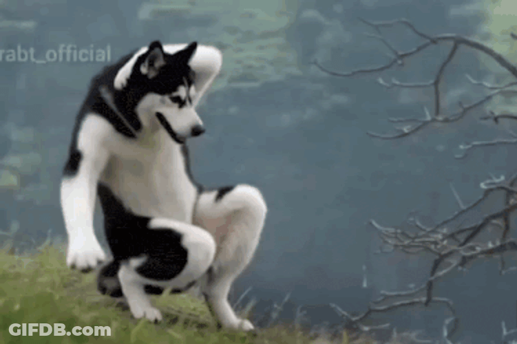 Chikiri Chikiri Husky Version GIF