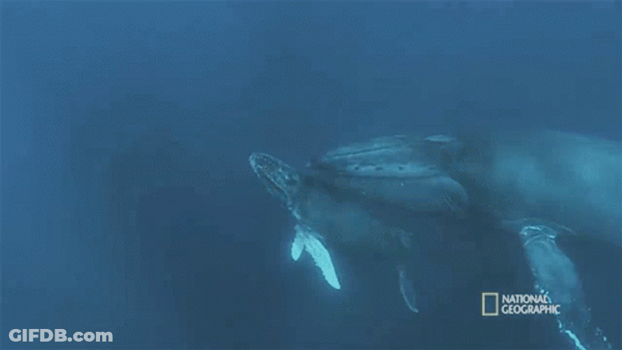 Child And Mother Mosasaurus GIF