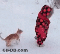 Child In Red Plaid Jacket Standing In Snow Next To Cat GIF