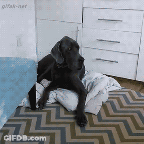 Child Stealing Dog's Bed GIF