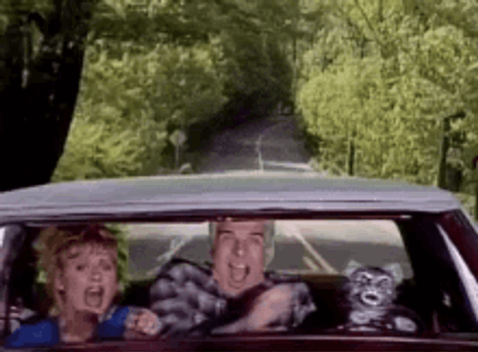 Chill Cat Driving Scared Passengers GIF
