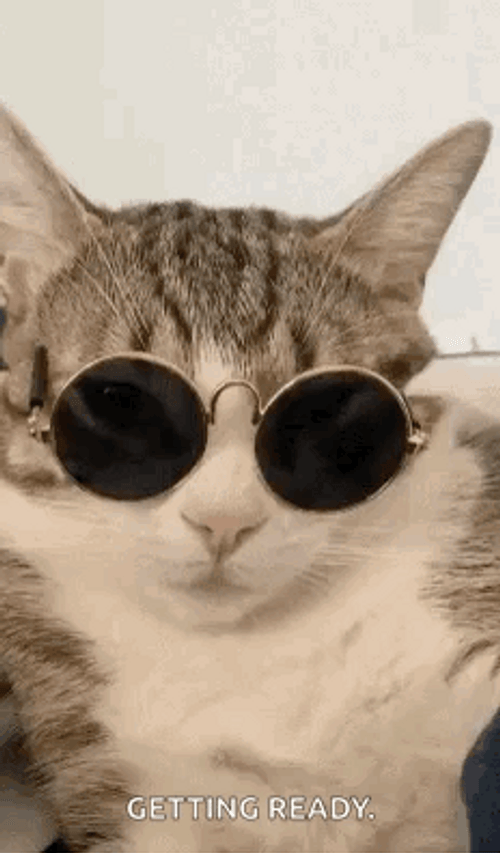 Chill Cat Vibing Wearing Glasses GIF