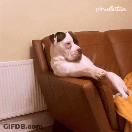 Chill Dog Couch Watching TV GIF