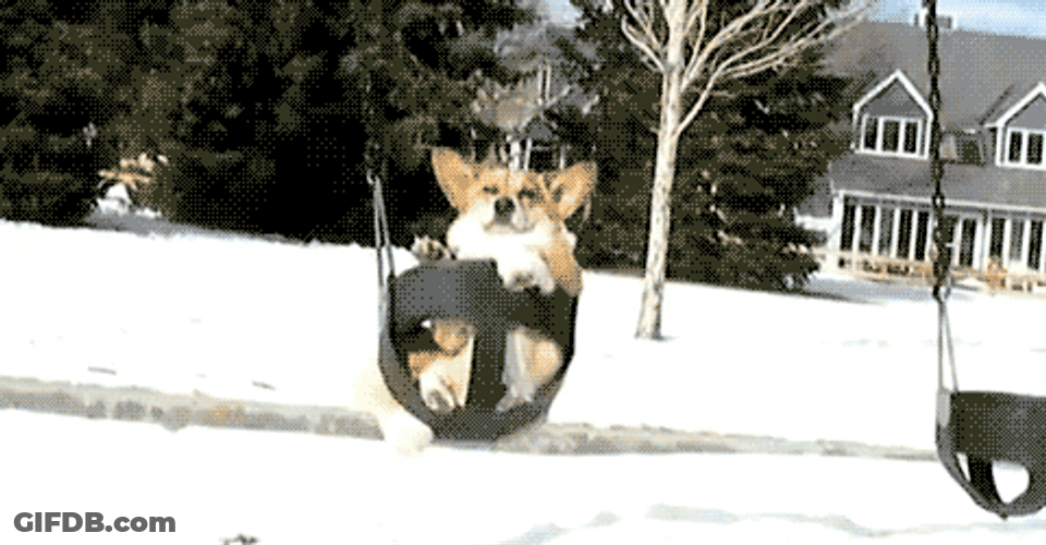 Chill Dog Swing Winter Snow GIF