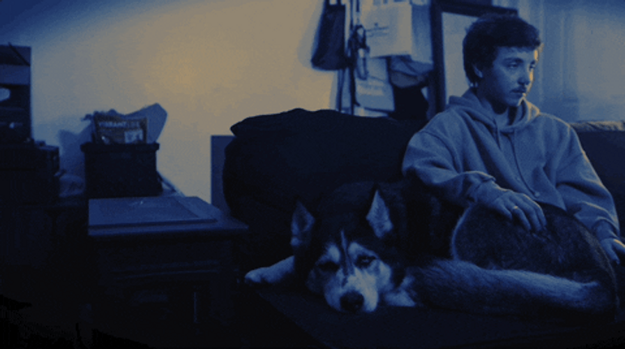Chill Husky Enjoying A Relaxing Pat GIF
