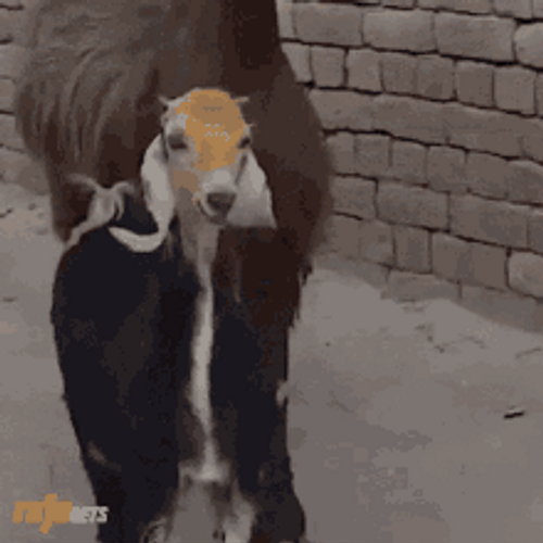 Chill Walking Goats GIF