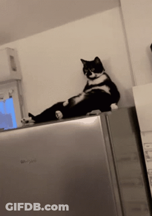 Chilling Bicolor El Gato Meme GIF