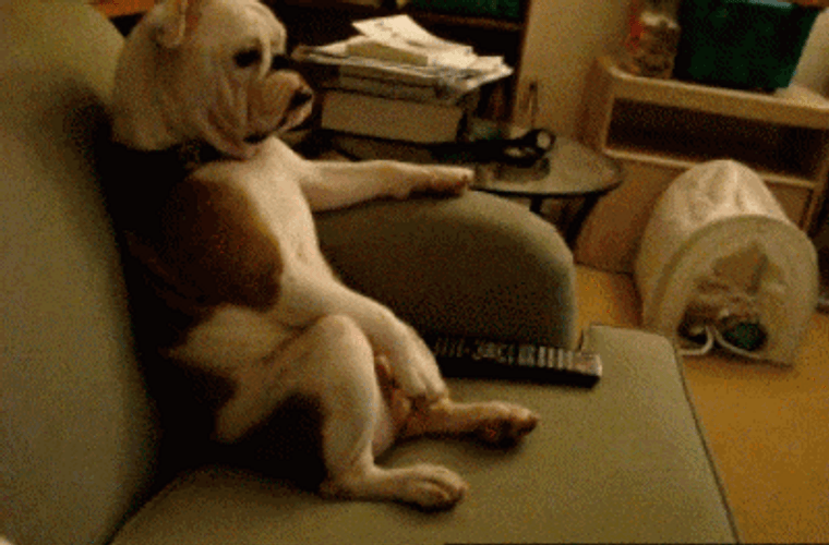 Chilling Bulldog Dog In Couch GIF