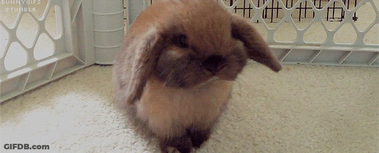 Chilling Bunny Chewing Something GIF