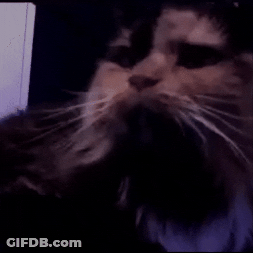 Chilling Cat Breakdancing GIF