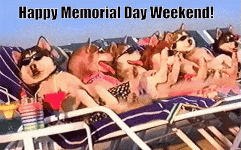 Chilling Dogs On Memorial Day GIF
