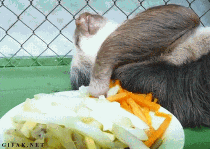 Chilling Hungry Sloth GIF