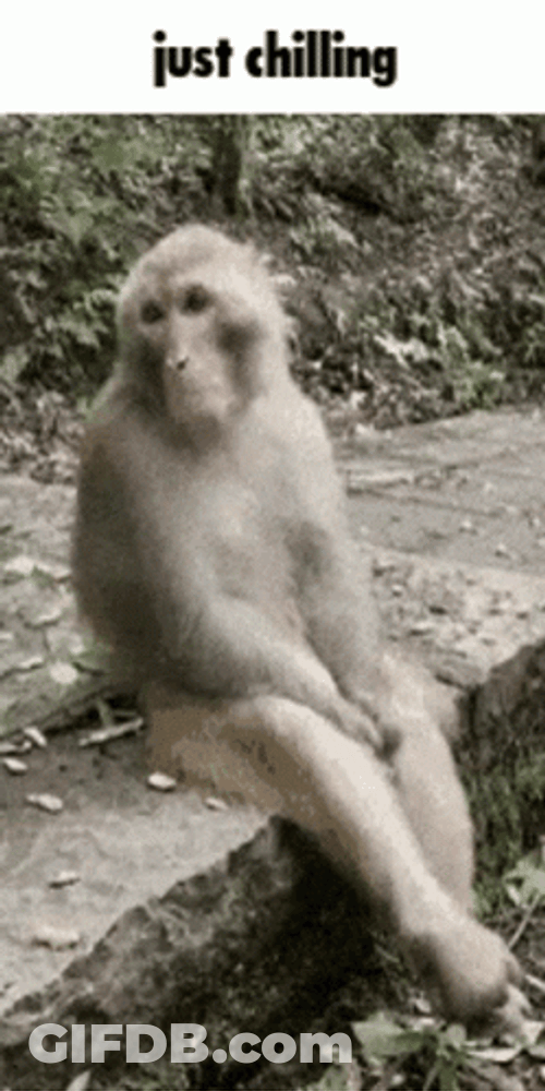 Chilling Monkey Chimp Meme GIF