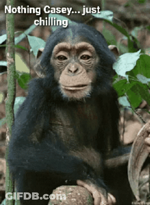 Chilling Monkey While Eating GIF