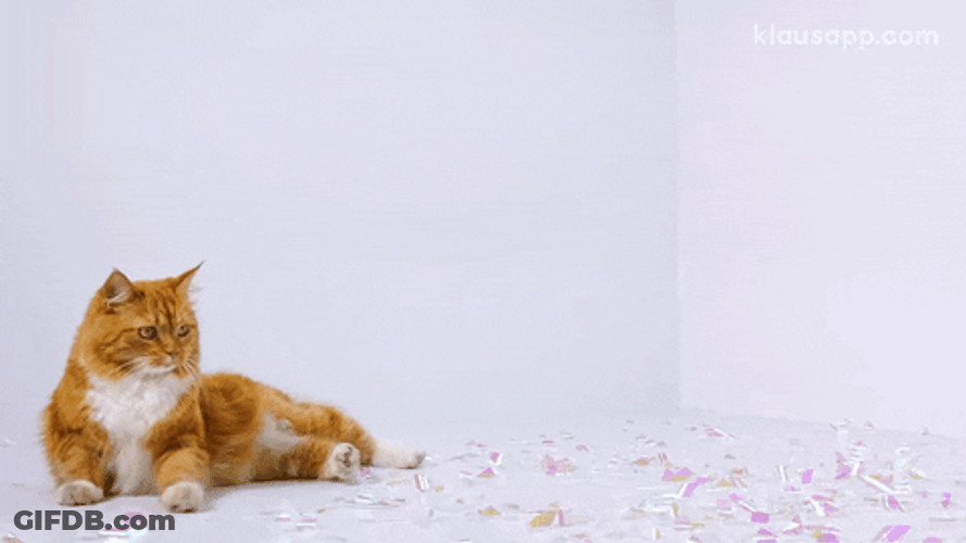 Chilling Orange Cat GIF