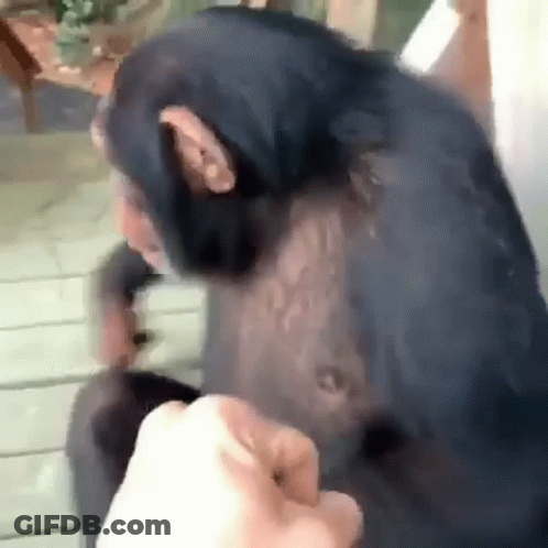Chimpanzee Being Petted GIF