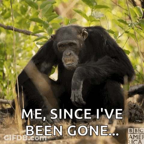 Chimpanzee In Woods Saying Me Since I've Been Gone GIF