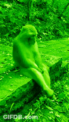 Chimpanzee In Woods Says Me Since I've Been Gone GIF