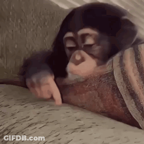 Chimpanzee Laying On Couch Pointing GIF