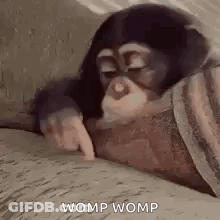 Chimpanzee Laying On Couch Pointing At Camera GIF