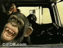 Chimpanzee Looking Out Car Window GIF