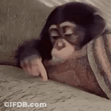 Chimpanzee Lying On Couch Pointing At Book GIF