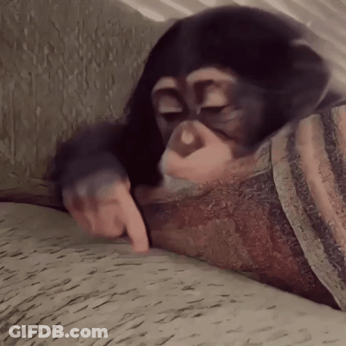 Chimpanzee Lying On Couch Pointing At Paper GIF