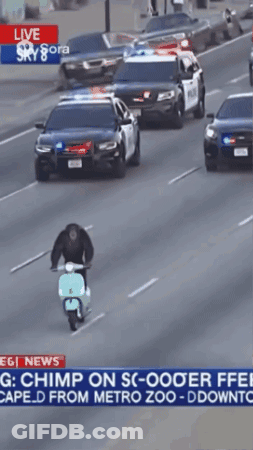 Chimpanzee On Scooter With Police Car On Highway GIF