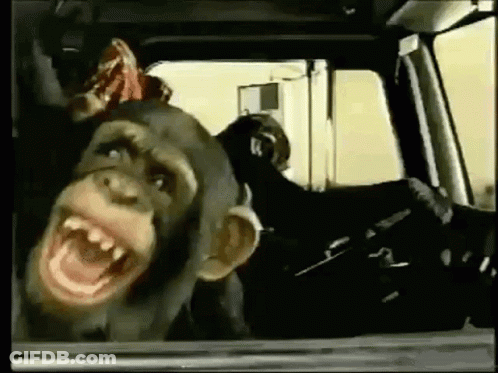 Chimpanzee Sitting In Car With Open Mouth GIF