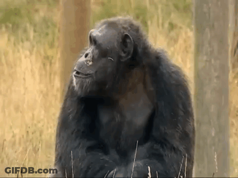Chimpanzee Sitting In Grass Smiling GIF