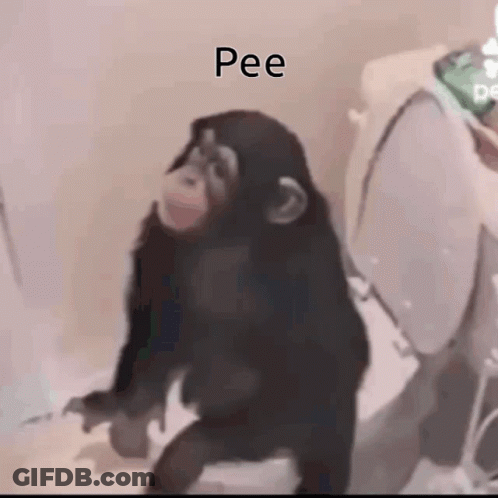 Chimpanzee Sitting On Toilet Pee GIF