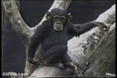 Chimpanzee Sitting On Tree Branch GIF