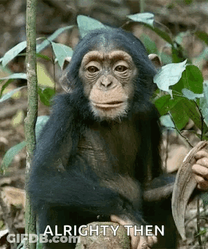 Chimpanzee Sitting On Tree Branch GIF
