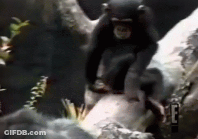 Chimpanzee Sitting On Tree Branch GIF