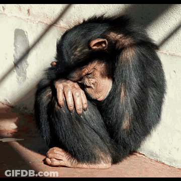 Chimpanzee Sitting With Head In Hands GIF