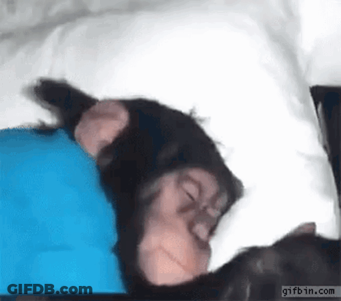 Chimpanzee Sleeping On Pillow GIF