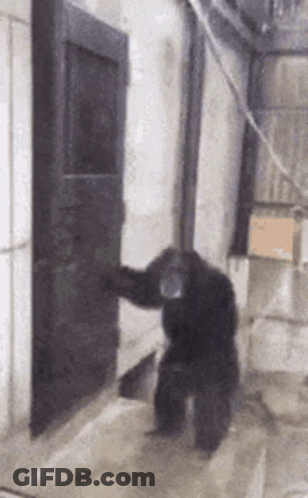 Chimpanzee Standing In Front Of Door GIF