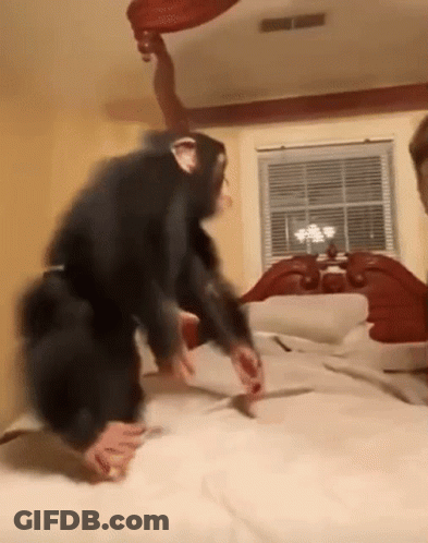 Chimpanzee Standing On Bed In Bedroom GIF