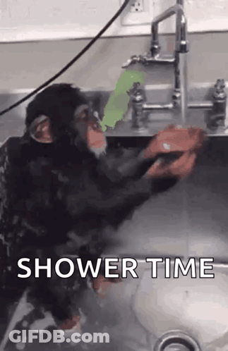 Chimpanzee Taking Shower In Sink GIF