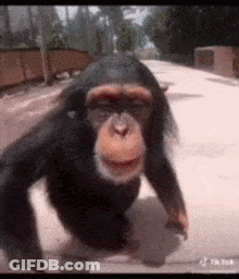 Chimpanzee Walking Down Sidewalk With Mouth Open GIF