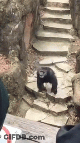 Chimpanzee Walking Down Stone Steps GIF