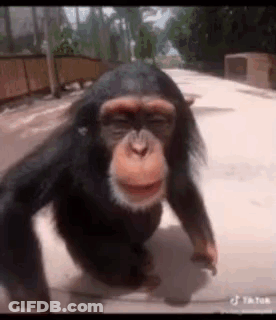 Chimpanzee Walking In Zoo GIF