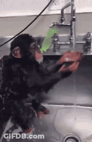 Chimpanzee Washing Hands In Sink GIF
