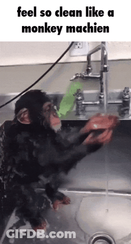 Chimpanzee Washing Sink Feel So Clean Monkey Machin GIF