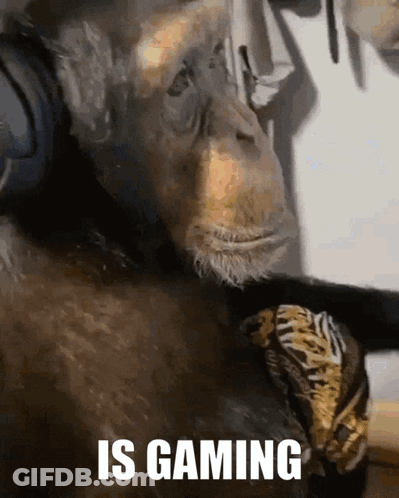 Chimpanzee Wearing Headphones Says Is Gaming GIF