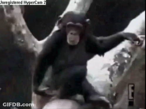 Chimpanzee With HyperCam 2 Watermark GIF