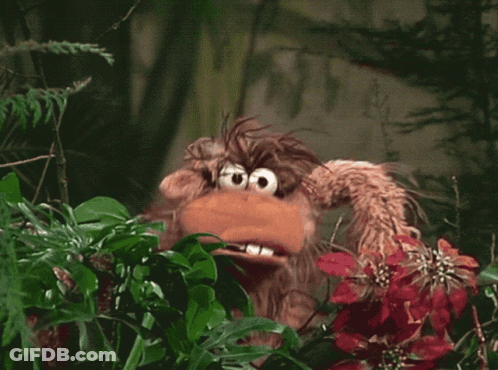 Chimpanzees Dancing With Real Bloon Hours GIF