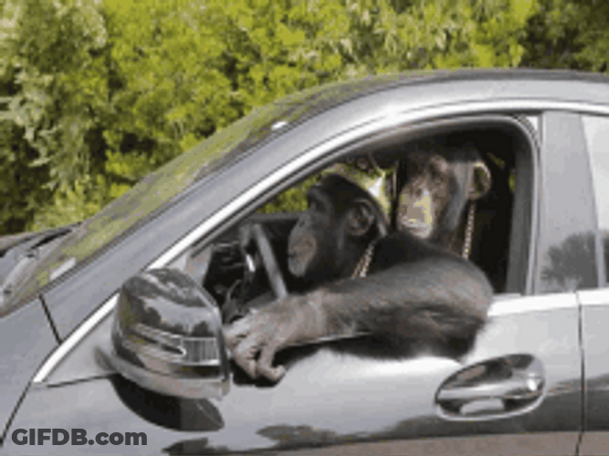 Chimpanzees Driving For Fun GIF